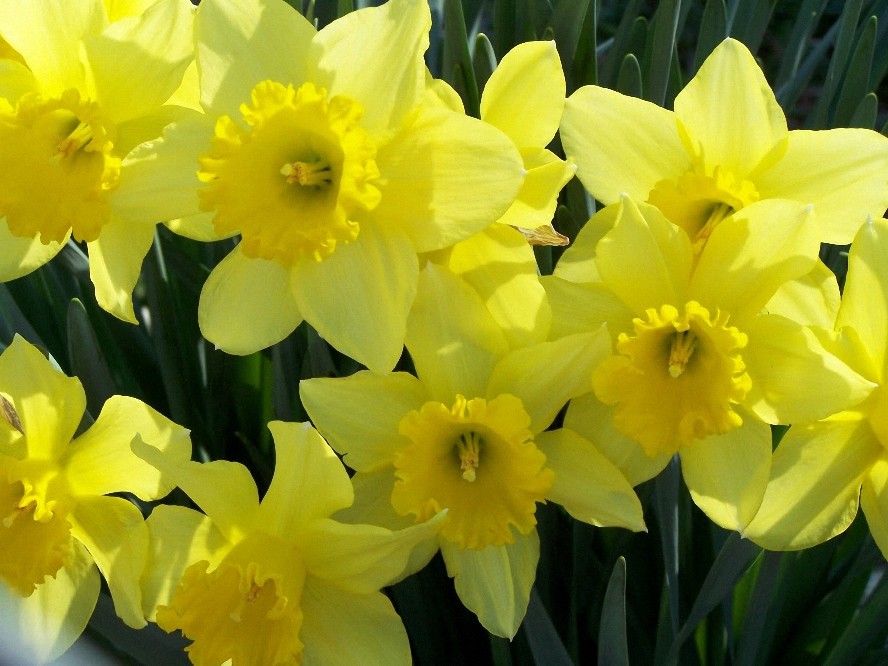 4 oz Candle Scent Oil-DAFFODIL