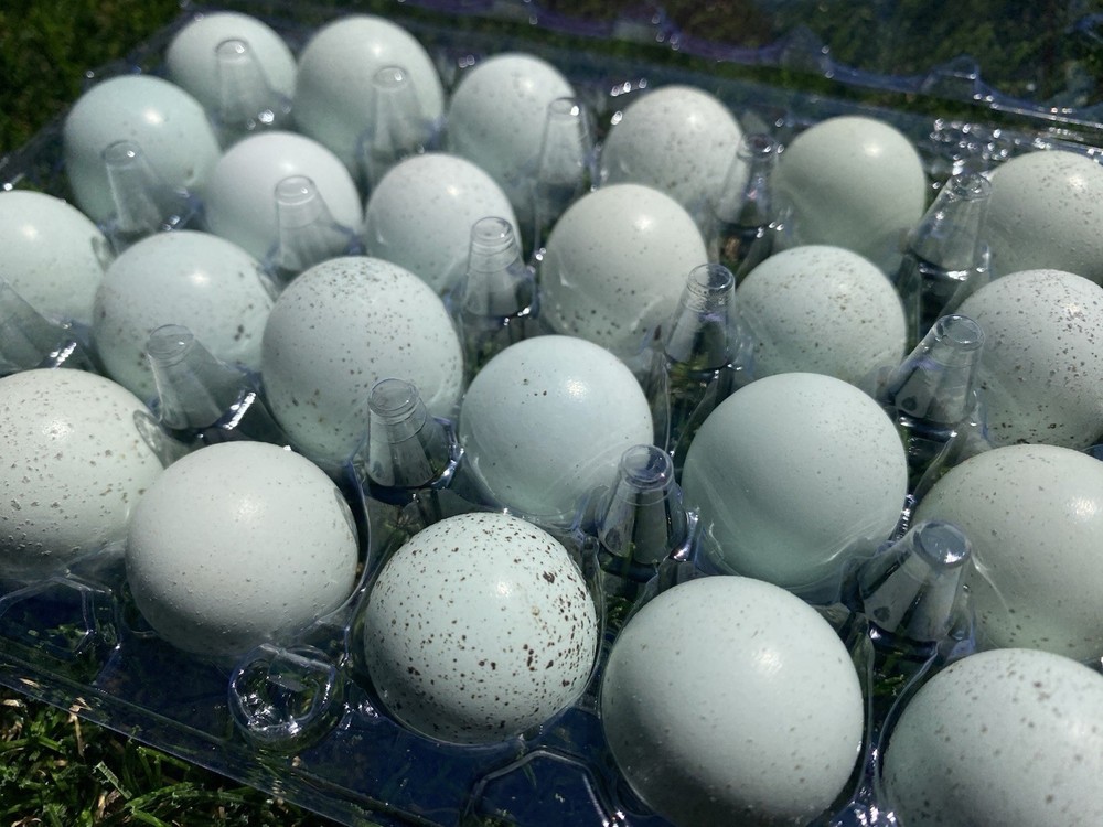 18 Celadon Coturnix Quail Hatching Eggs - Blue Egg Layers