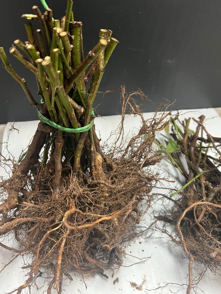 Ouachita Blackberry Bare Root Plants (10 Pack) - Thornless