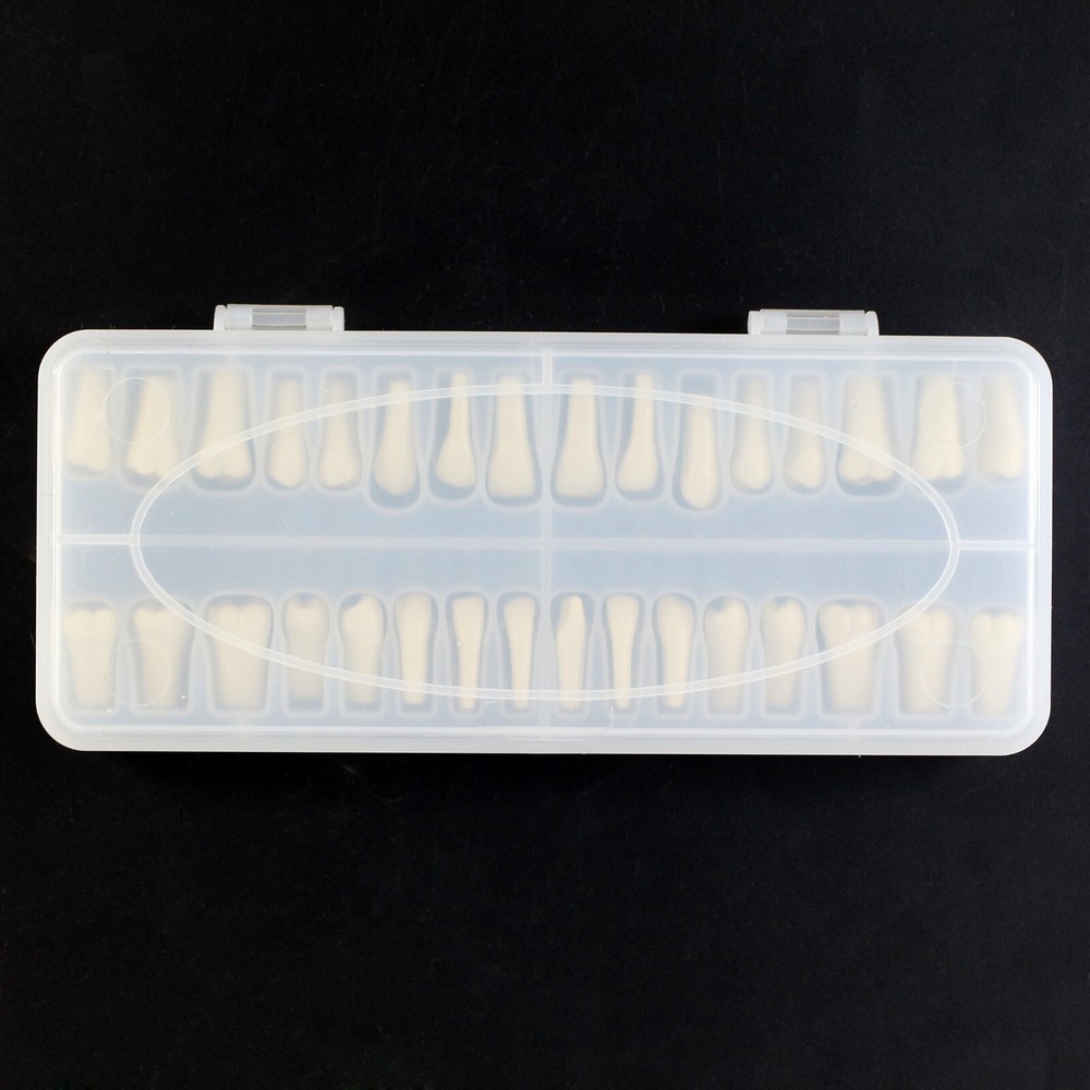 Dental Typodont Model Columbia 860 Mounting Pole Removable 32pcs Teeth Dentoform