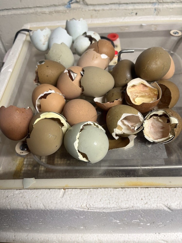 Hatching Eggs OLIVE 10+2 extra EE Marans Olive / Mint / Sage Cross
