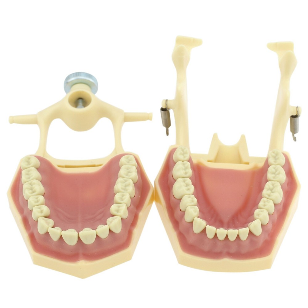 Dental Restorative Typodont Model 32pc Removable Marked Teeth M8014-2 Frasaco