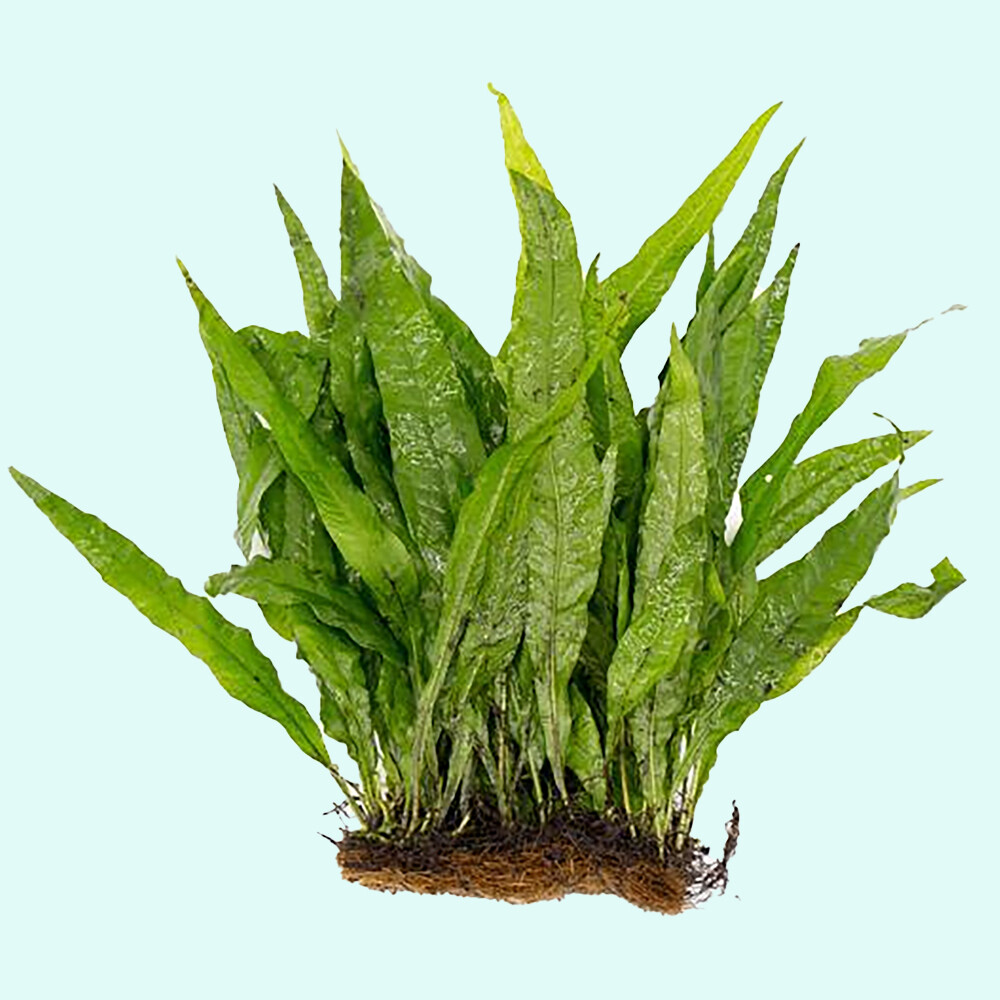 Java Fern (Rooted in Small Lava Rock)