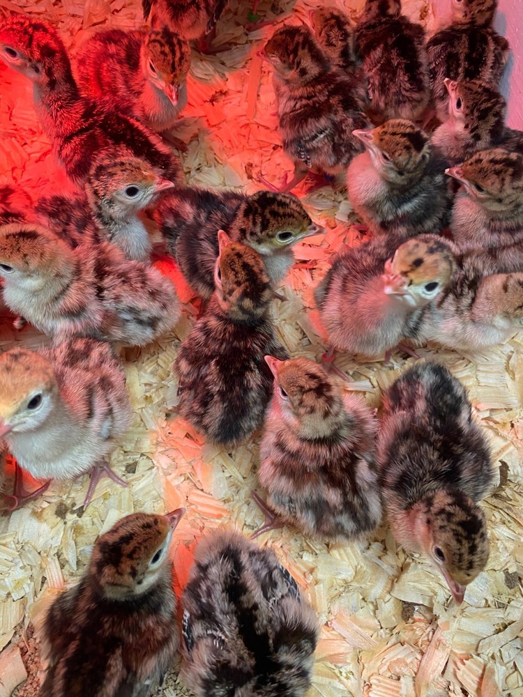 Turkey Hatching Eggs (One Dozen)