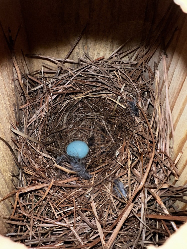 Blue Bird Box Made From Yellow Pine