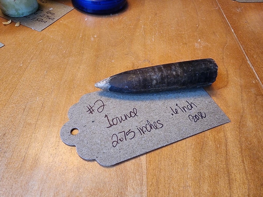 Belemnite Fossil Specimens, Wyoming