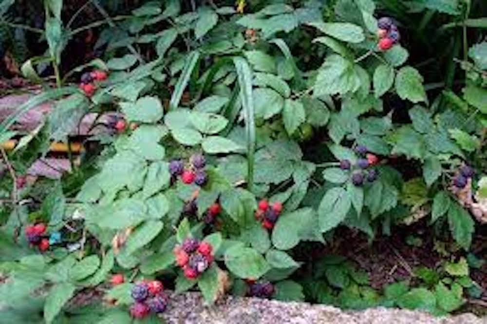 1 Cumberland Black Raspberry Starter Plug Rubus occidentalis