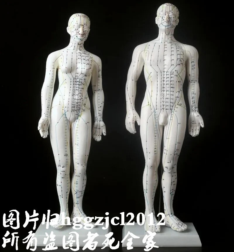 Human Acupuncture Point Massage Model Teaching Education Tool