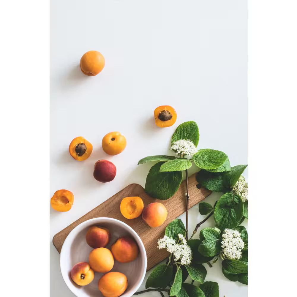 Dwarf Goldcot Apricot Tree Bare Root