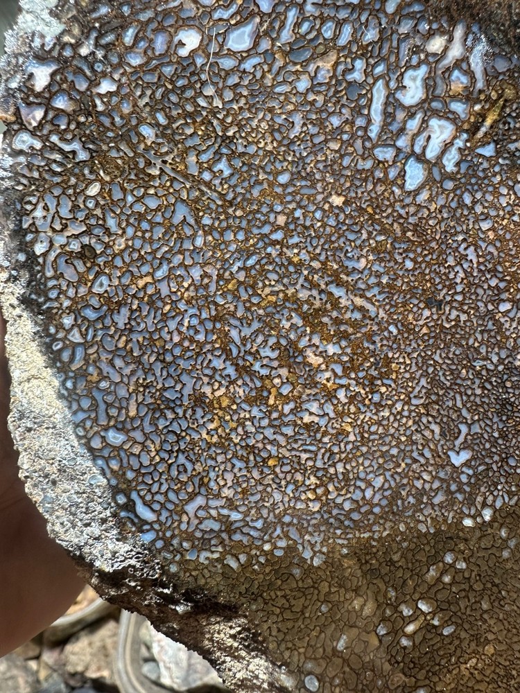 Dinosaur bone rough **hxtled slab.