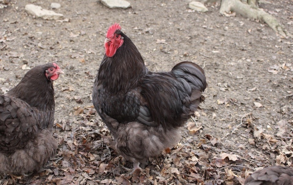 6++ Chocolate and Silver Laced Chocolate Orpington Hatching Eggs