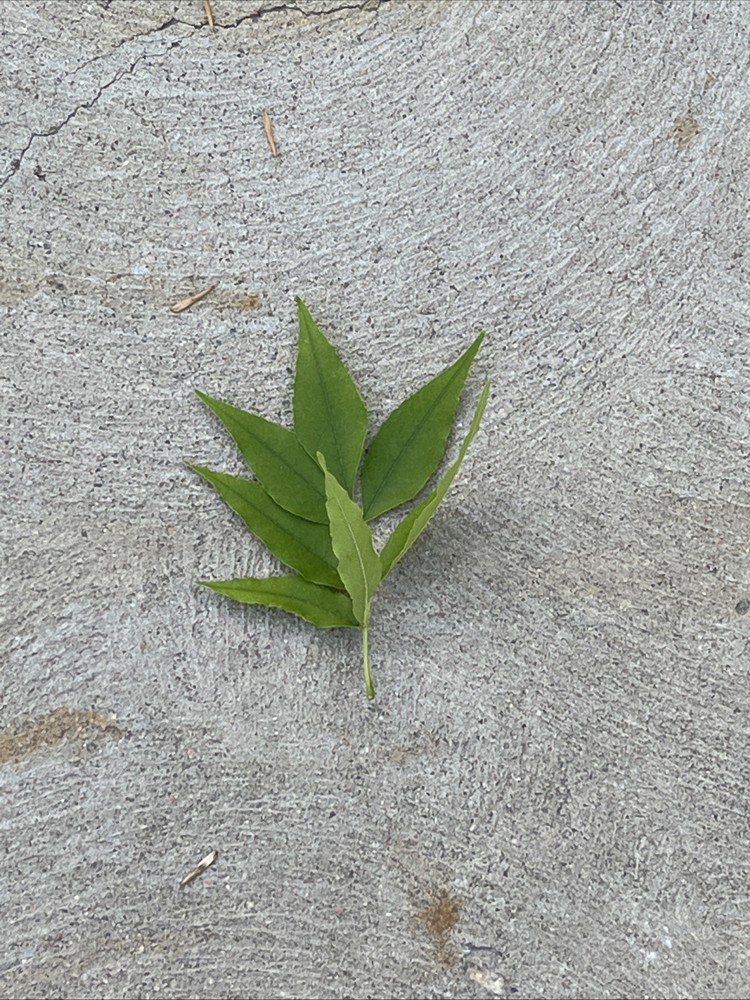 Leaf