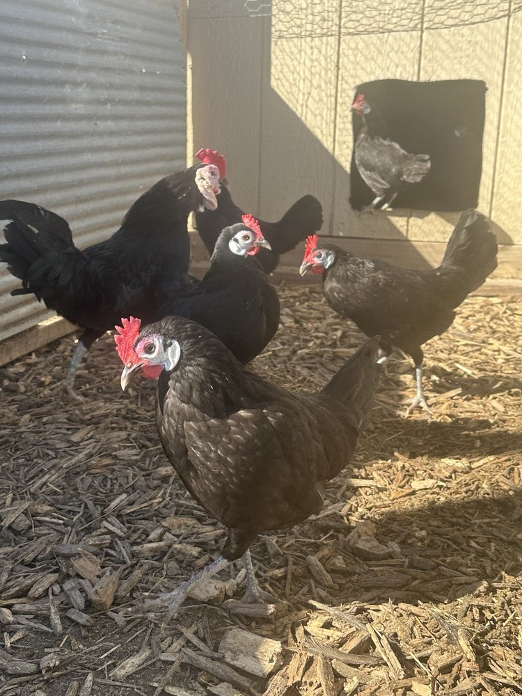 BBS White Faced Spanish Bantams Hatching Eggs 12 Eggs