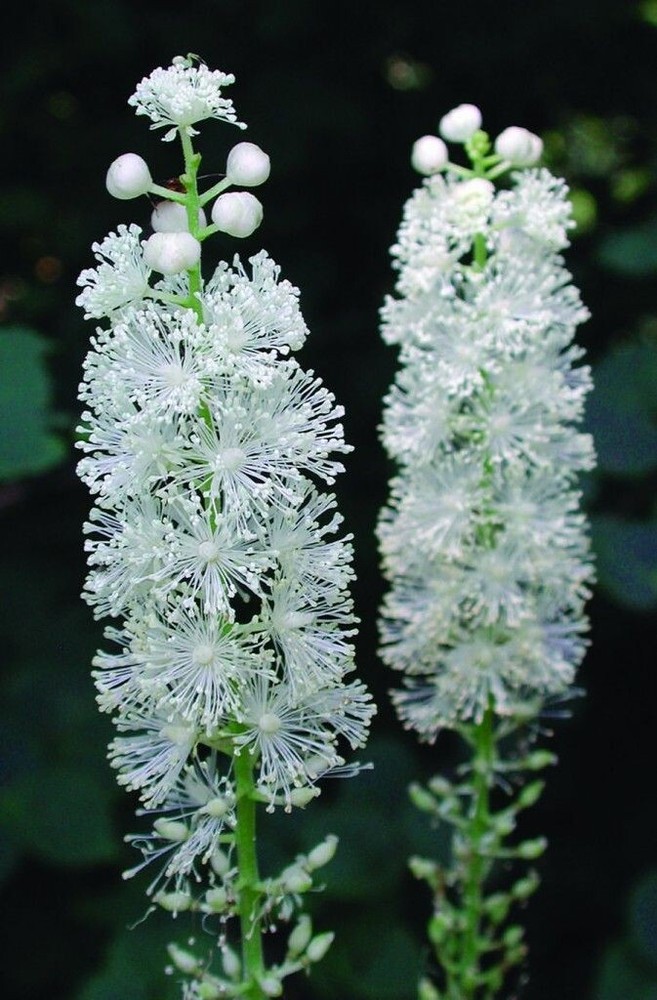Black Cohosh (Actaea racemosa) | Bare-root