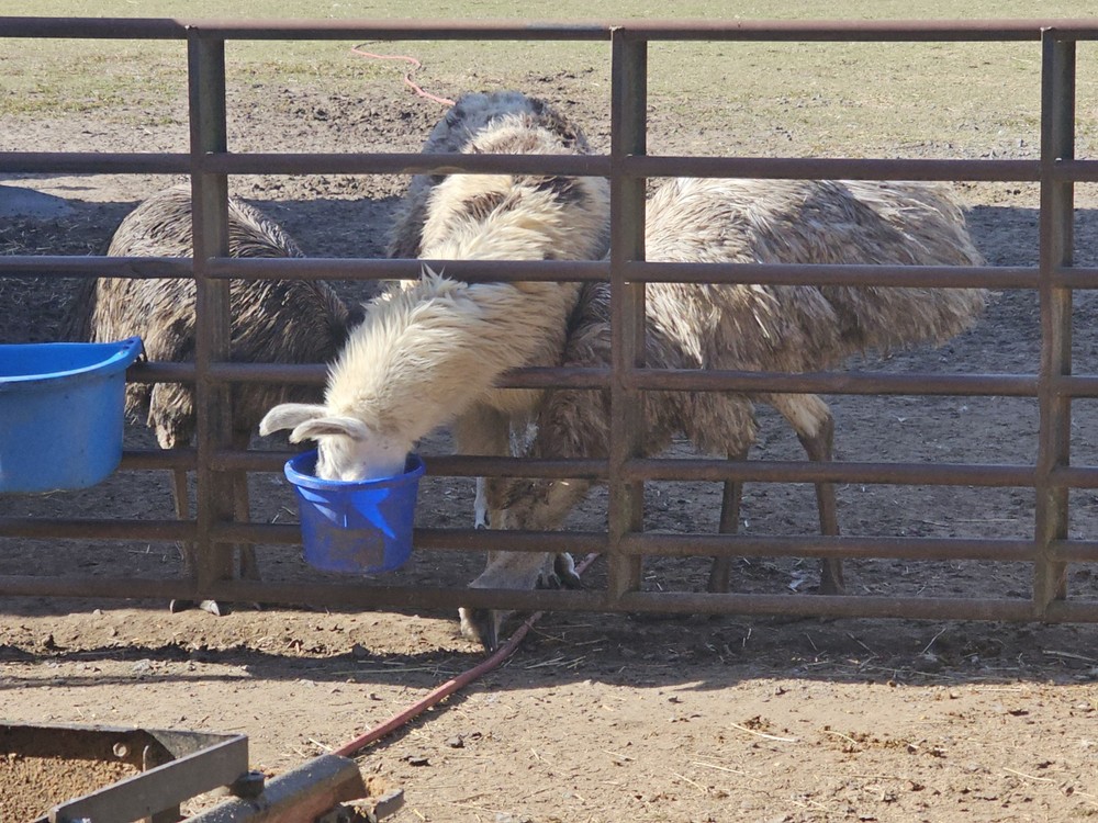 2 Emu Hatching Eggs White Blonde Normals