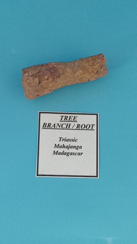 Fossiled Branch/ Root From Madagascar