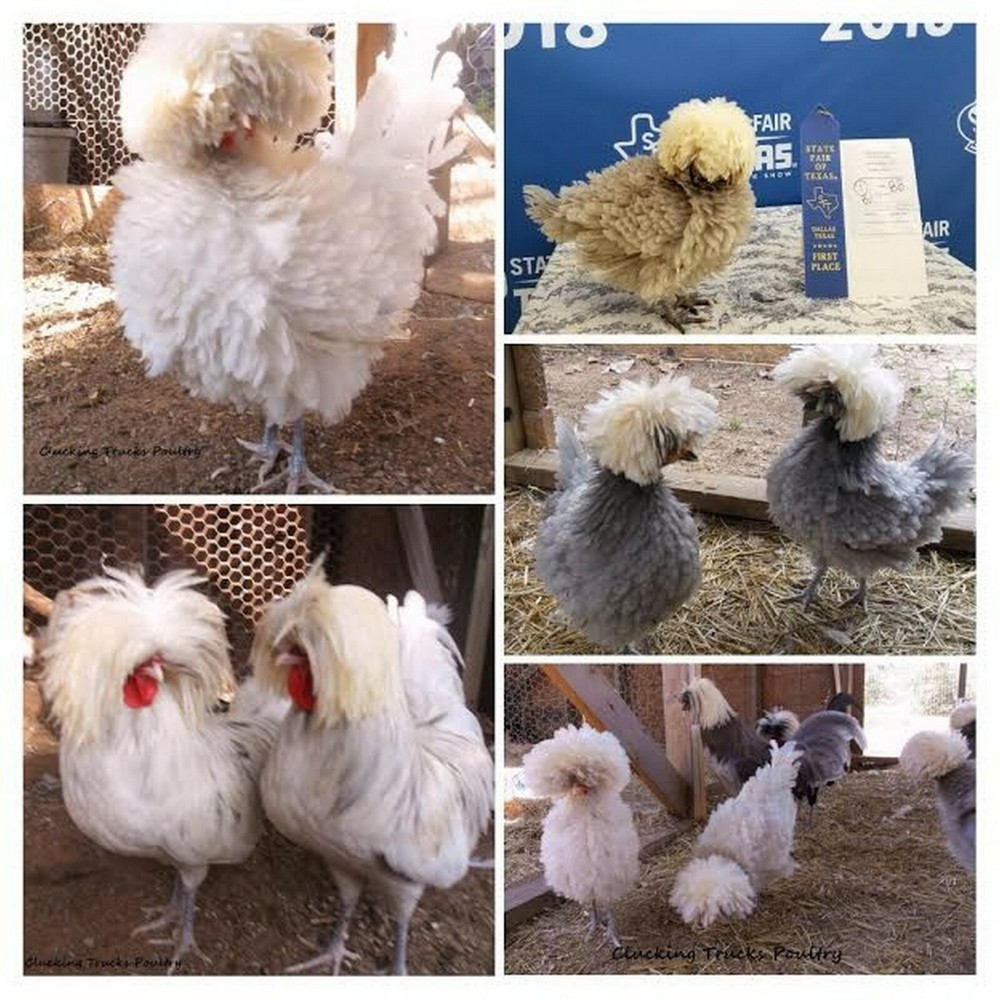 Polish Bantam Hatching Eggs 10+ Eggs