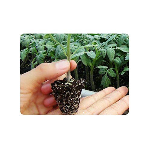 200 Cell Plug Tray, 10pcs-Pack Thick Durable Seed Starter Flats Vegetable Fru...