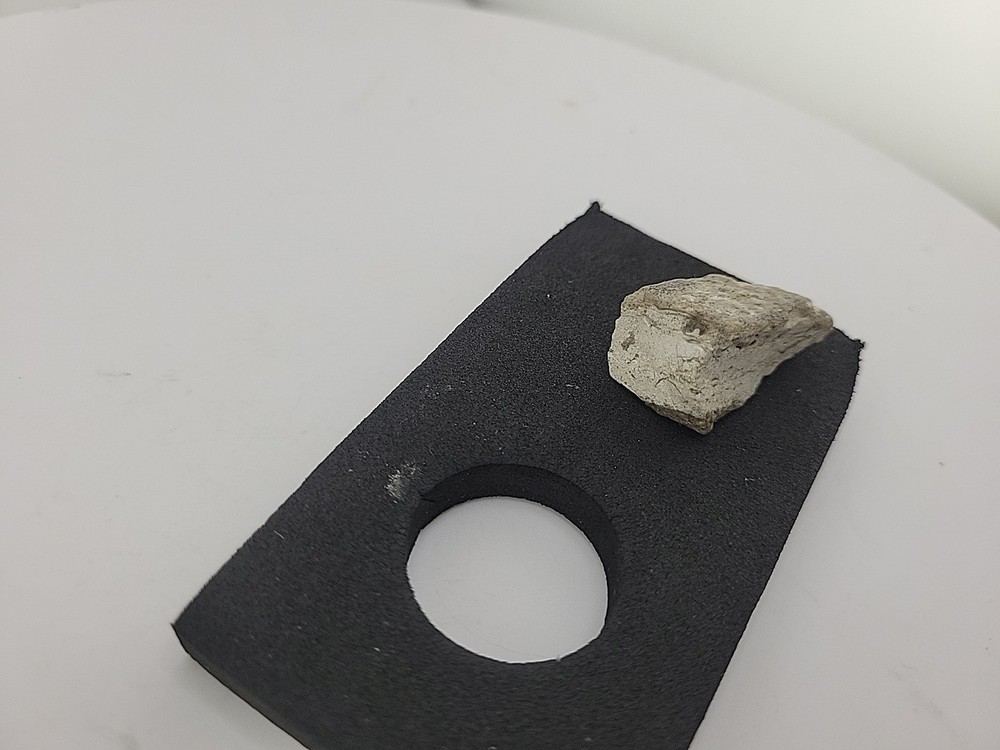 Triceratops Fossil Tooth