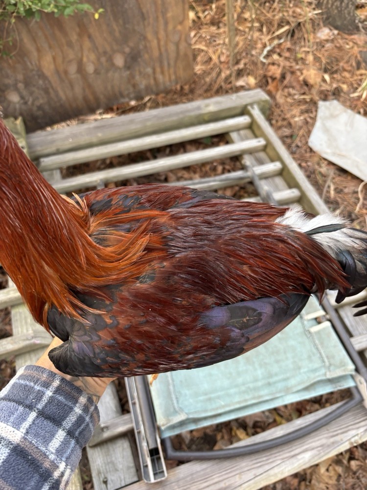Asil/ylhHatching ,Eggs, poultry, chicken