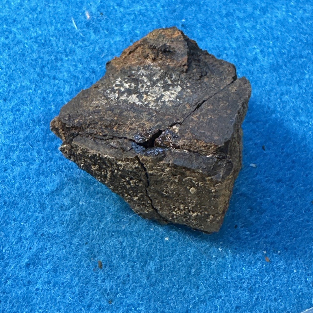 Achelousaurus Extinct Ceratops Dinosaur Bone Fossil in Display Case
