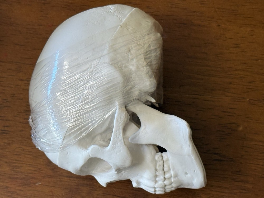 Mini Skull Model Human Medical Anatomical Head Bone Small Size