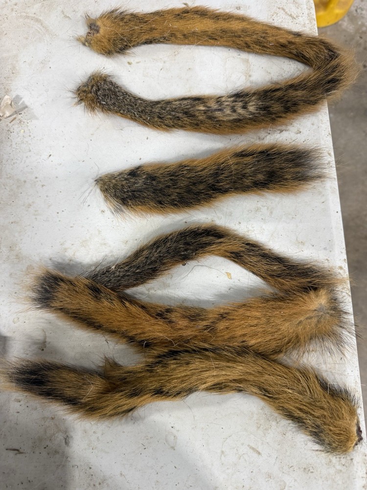 Red Squirrel Tails. Fly Tying.