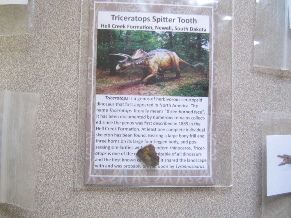 Dinosaur, Mammal, Sharks Teeth Kit