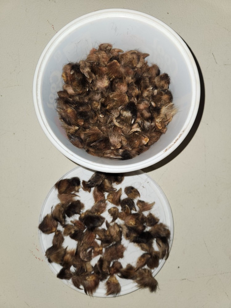 Red Fox Claws For Crafting Or Leatherworking