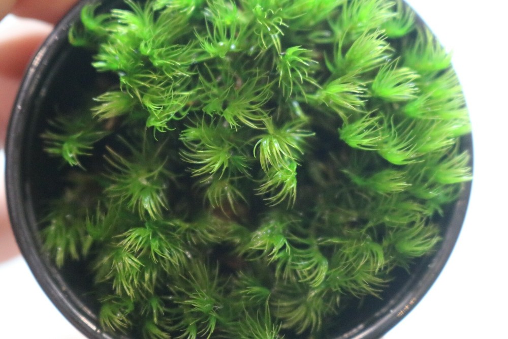 Bryophyta (thread moss)