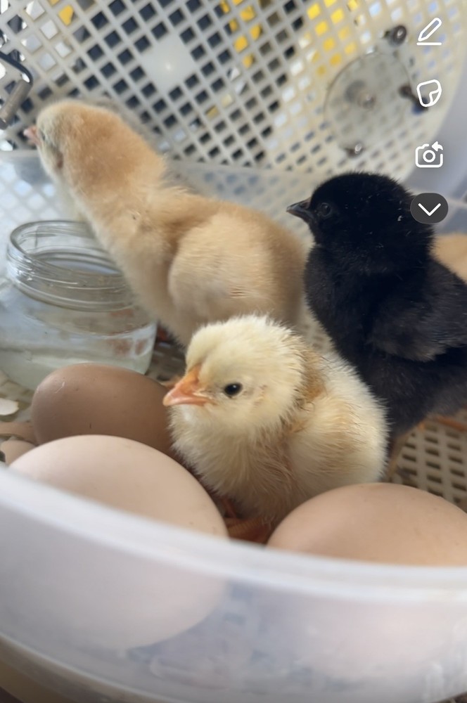 15 Rainbow Hatching Eggs from FREE RANGE CHICKENS