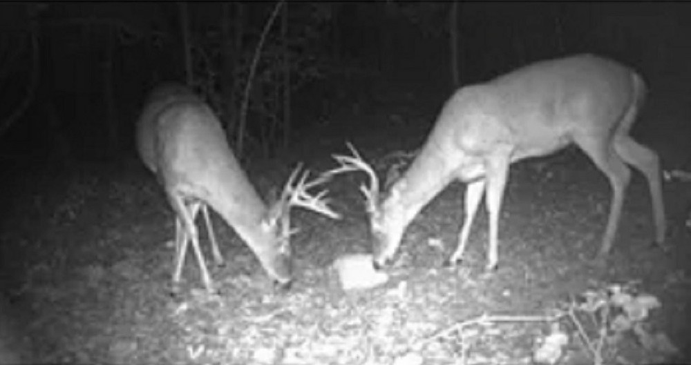 Manna Pro Extreme Apple Deer Block 20lb