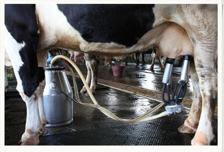 Large Capacity 240ml Cow Milking Claw - Efficient Milking Machine Replacement fo