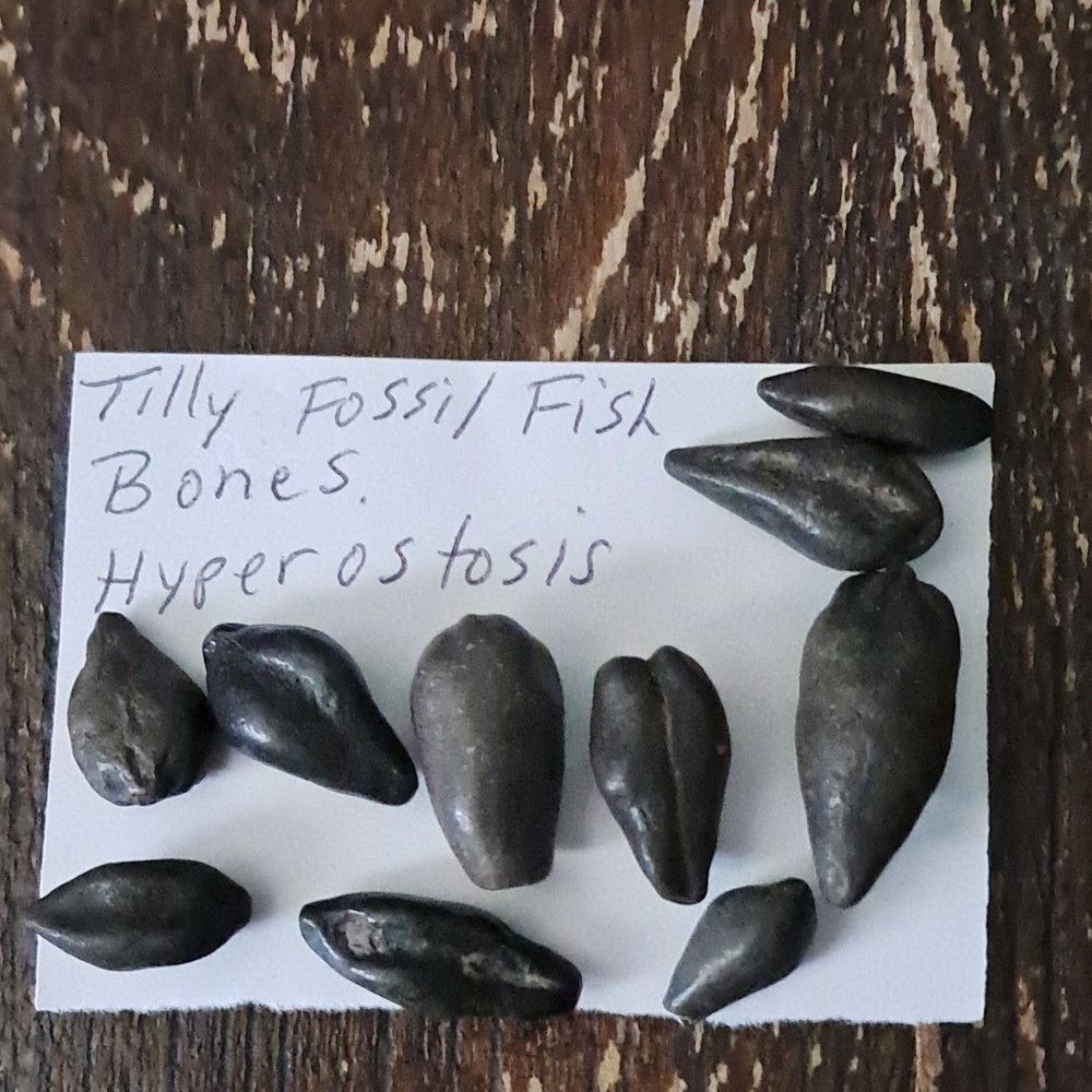 10 Fossil Fish Bone TILLY Hyperostosis