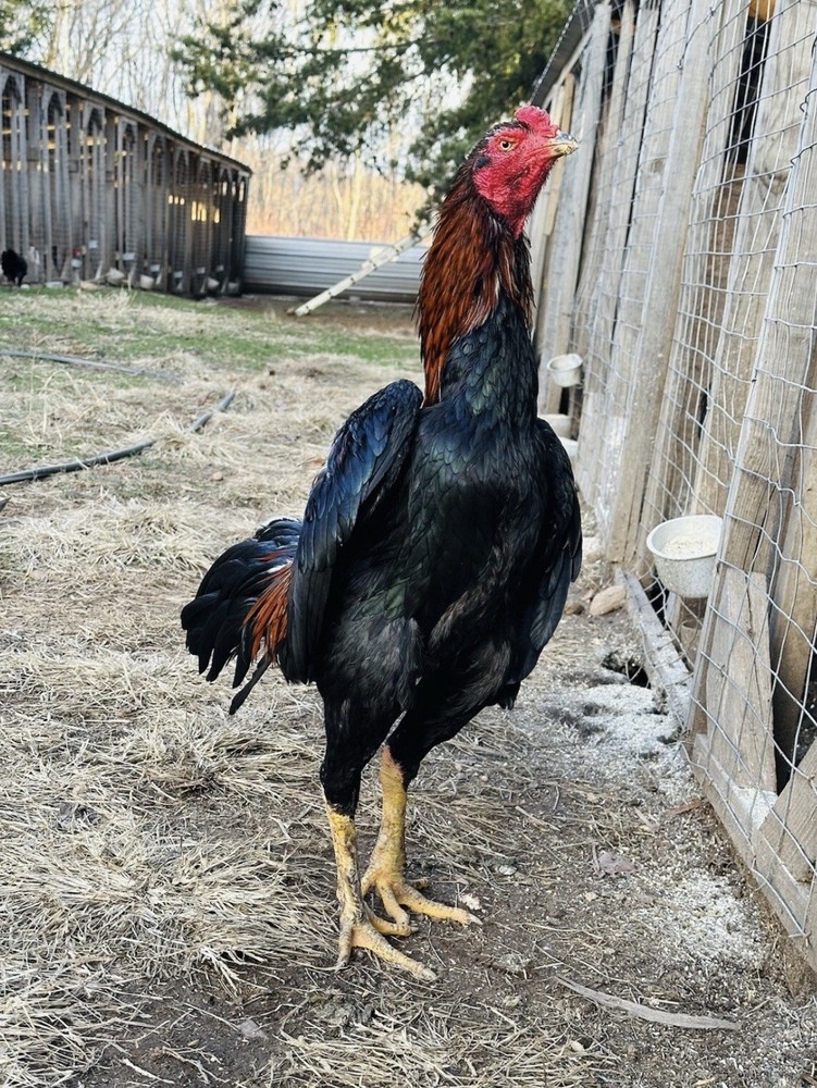 Thai Chicken Hatching eggs