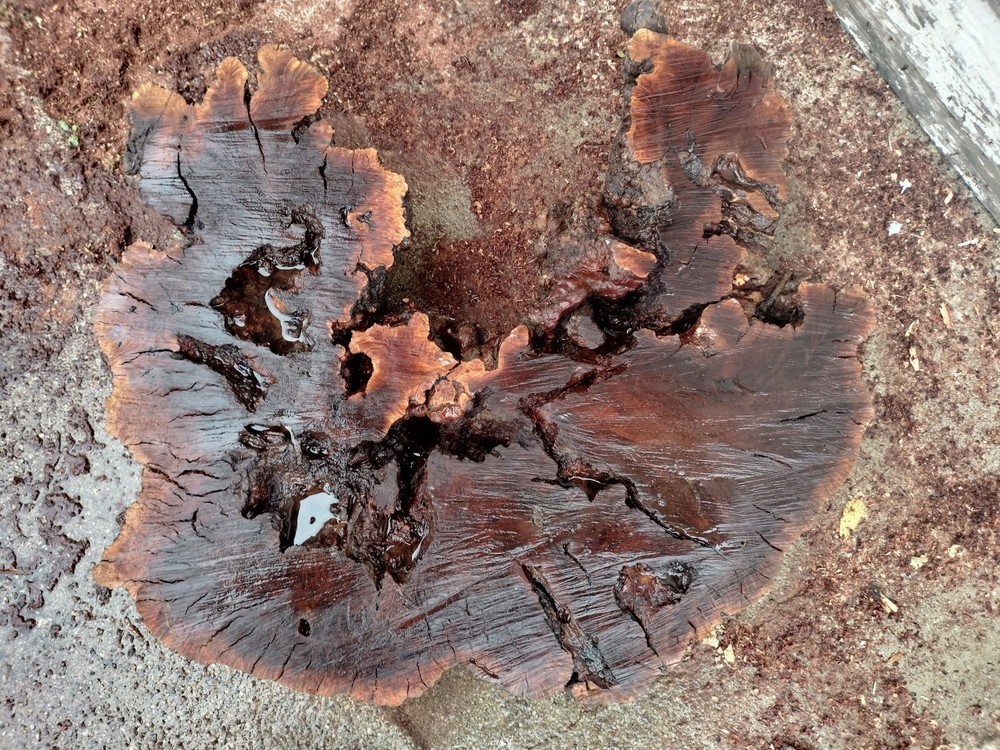 Custom Manzanita burl Slabs