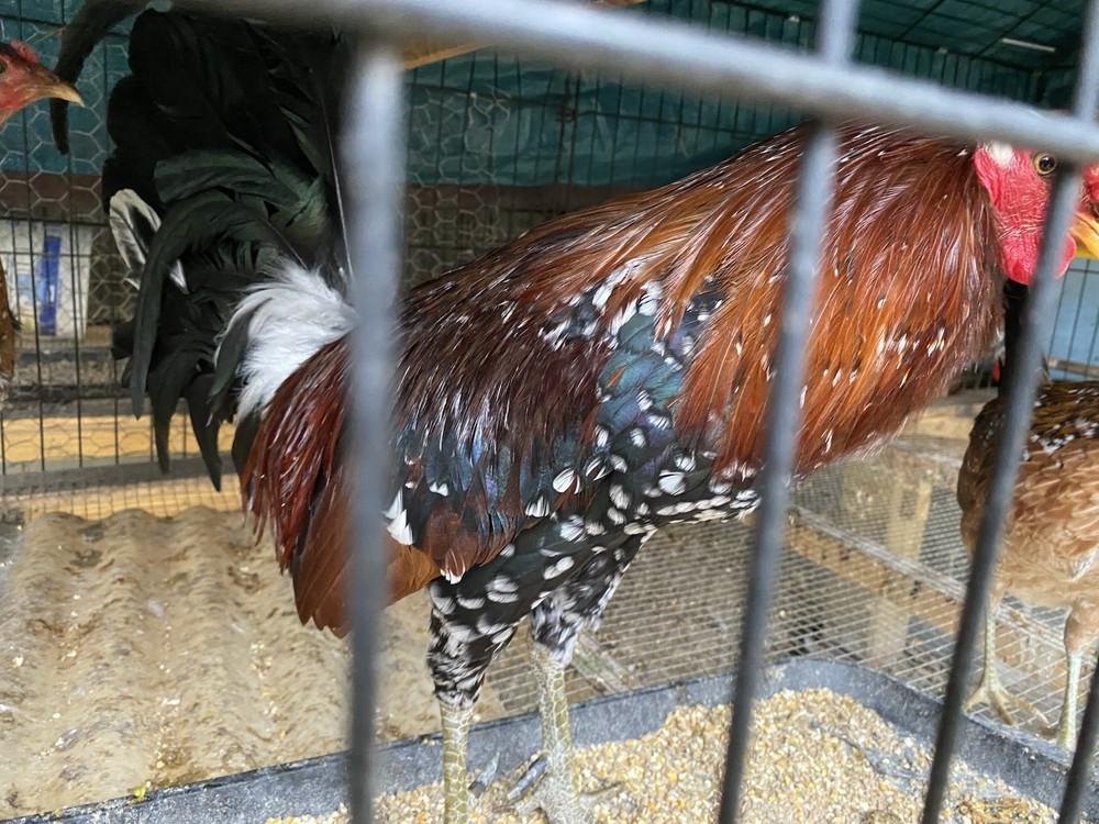 10+Pure Spangled poultry hatching eggs
