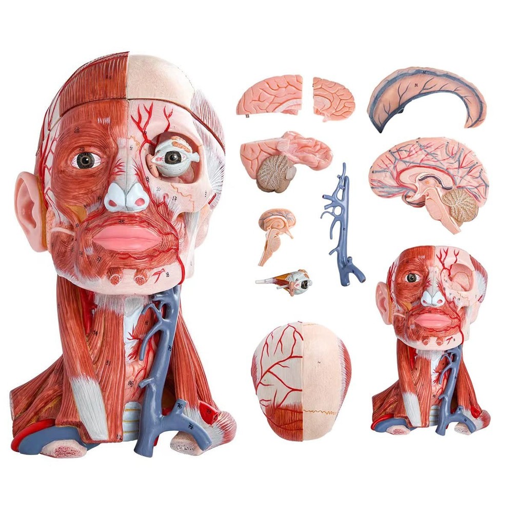 Life-Size Human Head & Neck Model - 10-Part Anatomical Display for Learning