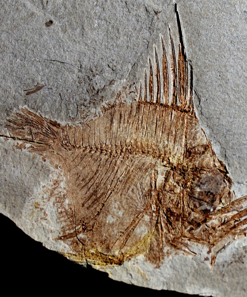 Capros radobojanus - Museum class specimen. Beautiful plate with fish