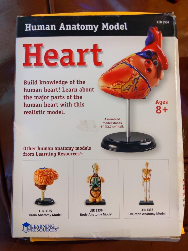 HEART Human Anatomy Model Learning Resources