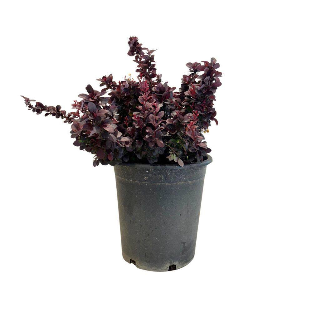 #5 Container Berberis T Concorde' Shrub Plant (2-Pack)