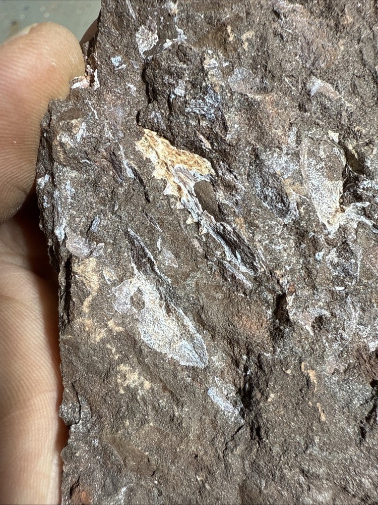 Fossil Placoderm