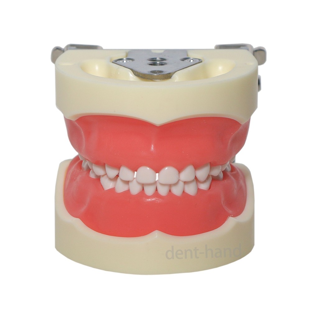 Dental Typodont Children Removable Deciduous 24Pcs Teeth Preparation Teach Model