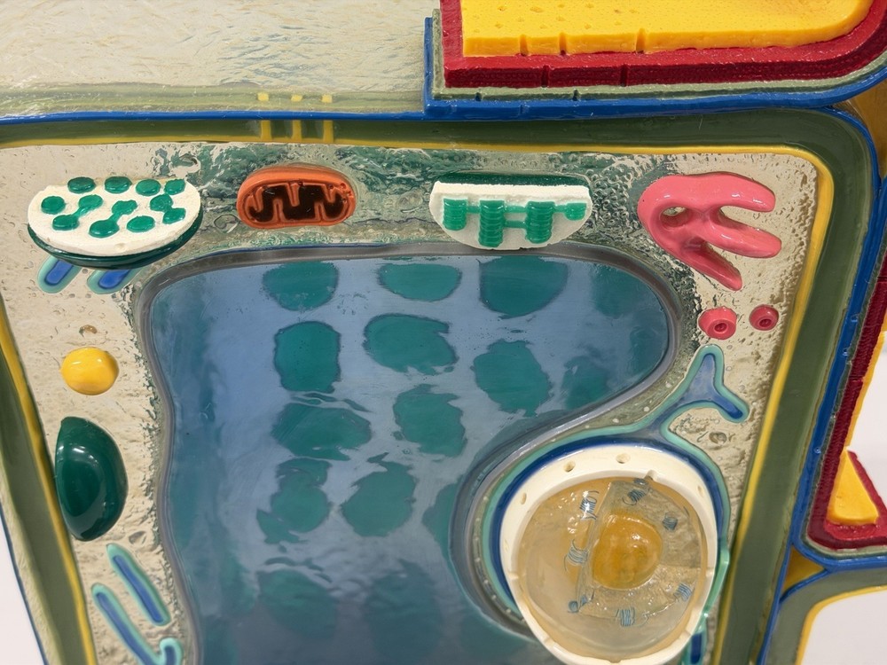 STACO Deluxe Plant Cell Model