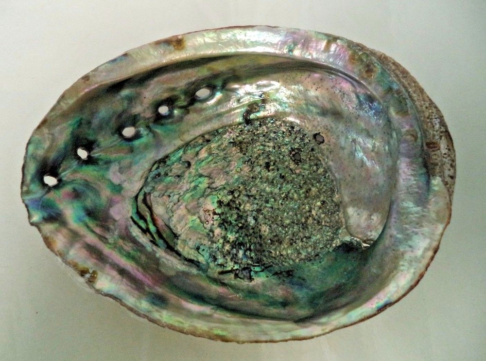 Medium 4" Abalone Sea Shell For Smudging Burning Sage Sticks Incense Display