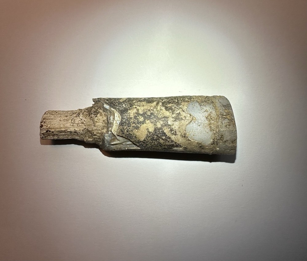 Fossilized Petrified Wood Limb Cast Branch Segment Approx. 4 Inch