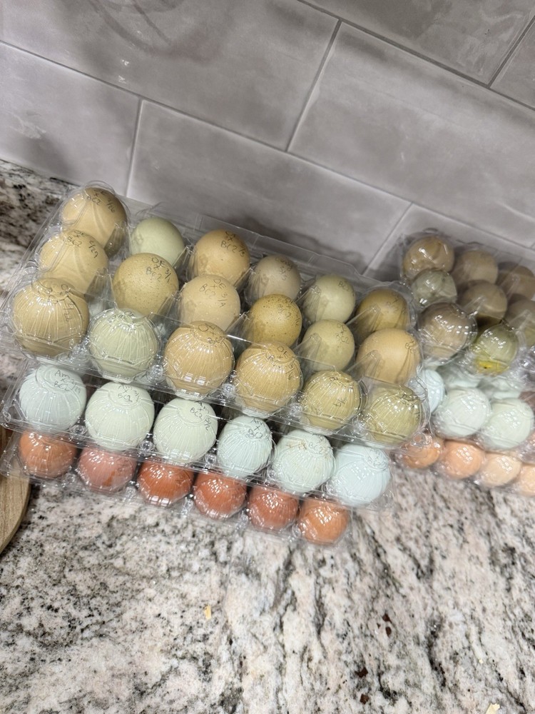 6+ Olive Hatching Chicken Eggs