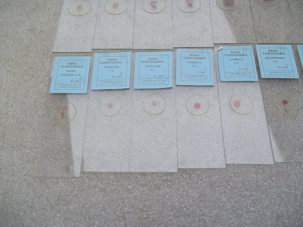 Vintage Glass Microscope Slides -