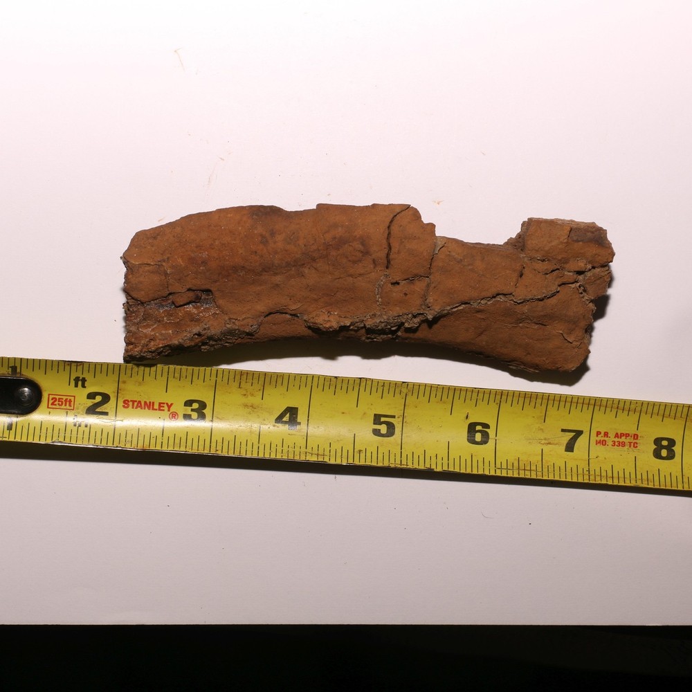 Torosaurus Rib Section - Gorgeous Specimen - Hell Creek Formation Cretaceous