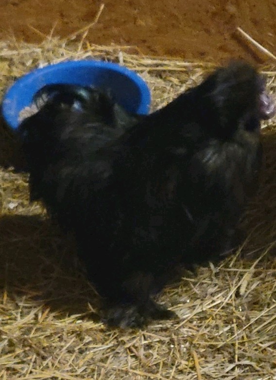 6 Purebred Bearded Black Silkie Hatching Eggs High Quality!